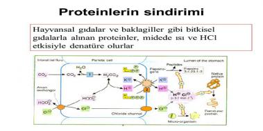 Protein Sindirimi