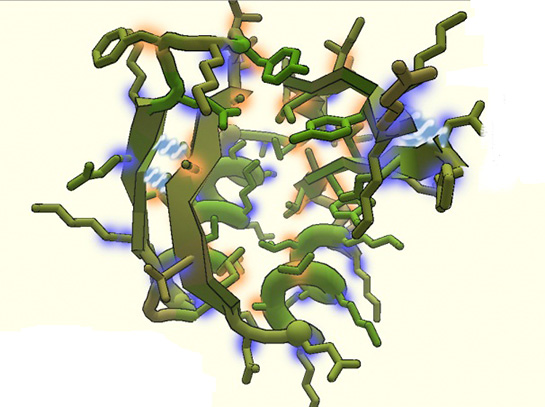 Protein Anlam