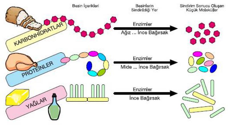 Proteinlerin Sindirimi